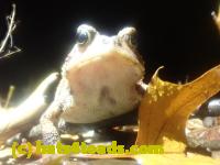 /home//u458753944/public_html/sourcegallery//McKaig Nature Center/2024-09-27/P9271596.JPG